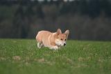 CORGI PEMBROKE 1459